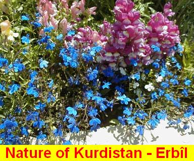 Nature_of_Kurdistan - Erbil_4.jpg