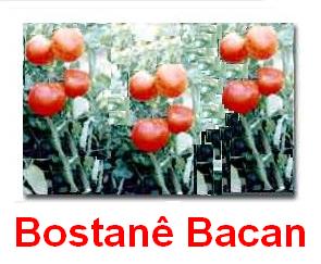 Bostane_Bacan.jpg