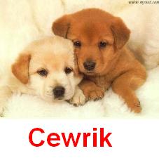 Cewrik.jpg