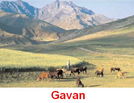 Gavan.jpg
