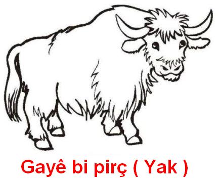 Gaye_Bi_Pirc ( Yak ).jpg