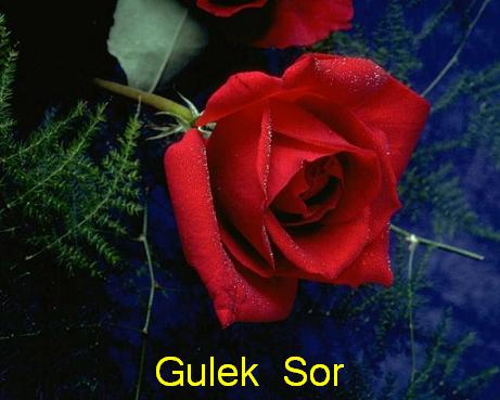 Geleki_Sor_x1.jpg