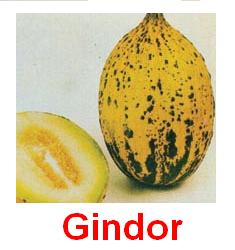 Gindor_1.jpg