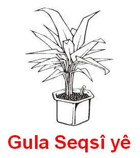 Gula_Seqsiye.jpg