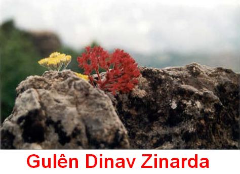 Gulen_Nav_Zinar.jpg