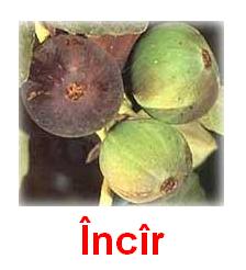Incir.jpg