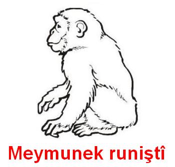 Meymunek_Runisti.jpg