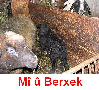 Mi_u_Bex_1.jpg