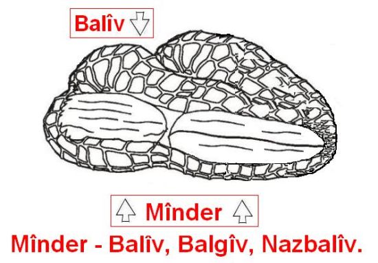 Minder_Baliv.jpg