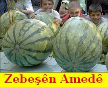 Pesbirka_Zebesan_3.jpg